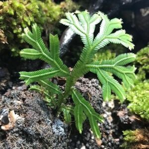 Selaginella sp. Kuayan ADET ÖN SİPARİŞ