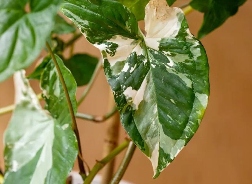 Syngonium Albo ADET ÖN SİPARİŞ