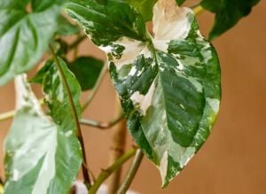 Syngonium Albo ADET ÖN SİPARİŞ