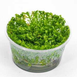 Rotala nanjenshan IN VITRO CUP