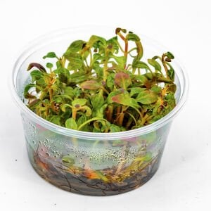 Alternanthera reineckii Red Broad Leaf IN VITRO CUP