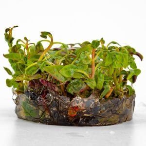 Alternanthera reineckii Red Broad Leaf IN VITRO CUP