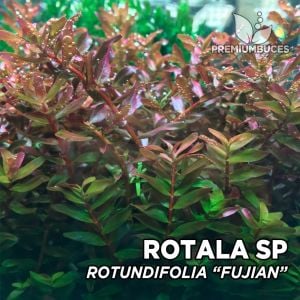 Rotala fujian SAKSI