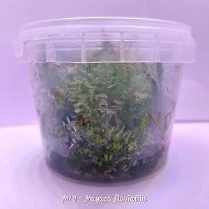 Mayaca fluviatilis SAKSI