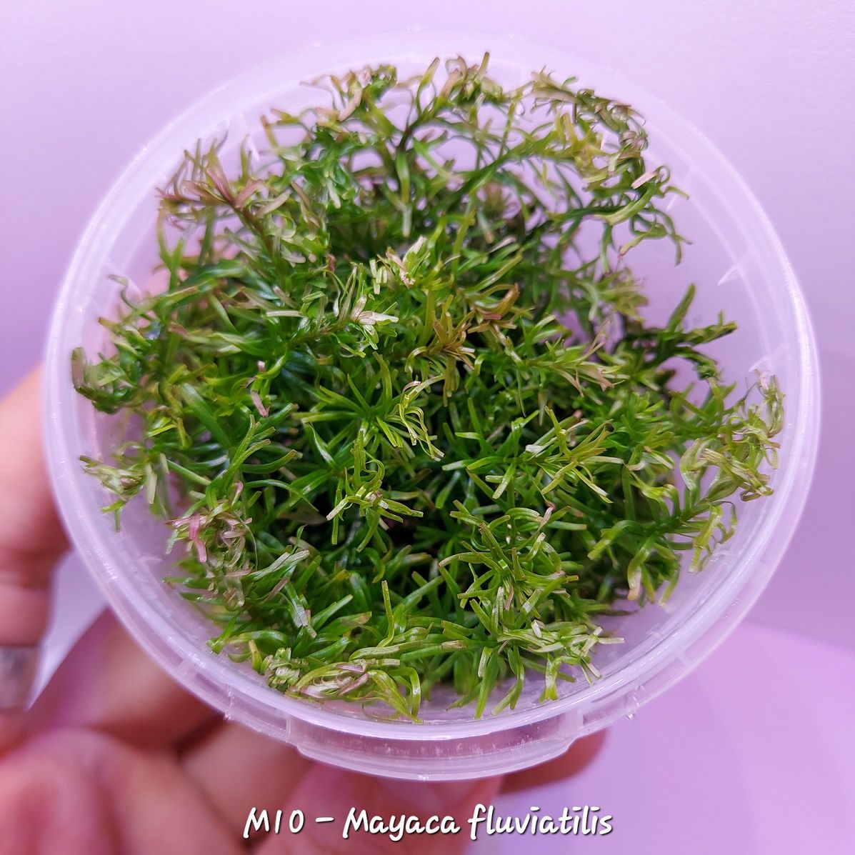 Mayaca fluviatilis SAKSI