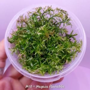 Mayaca fluviatilis SAKSI