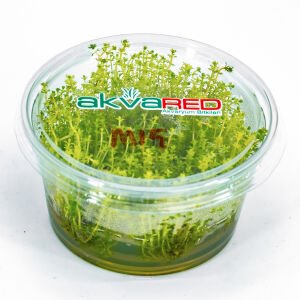 Myriophyllum tuberculatum IN VITRO CUP