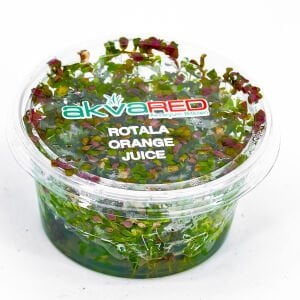 Rotala orange juice  IN VITRO CUP