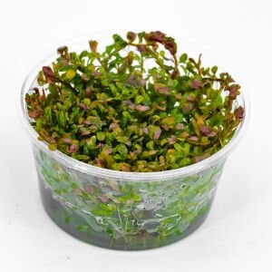 Rotala orange juice  IN VITRO CUP