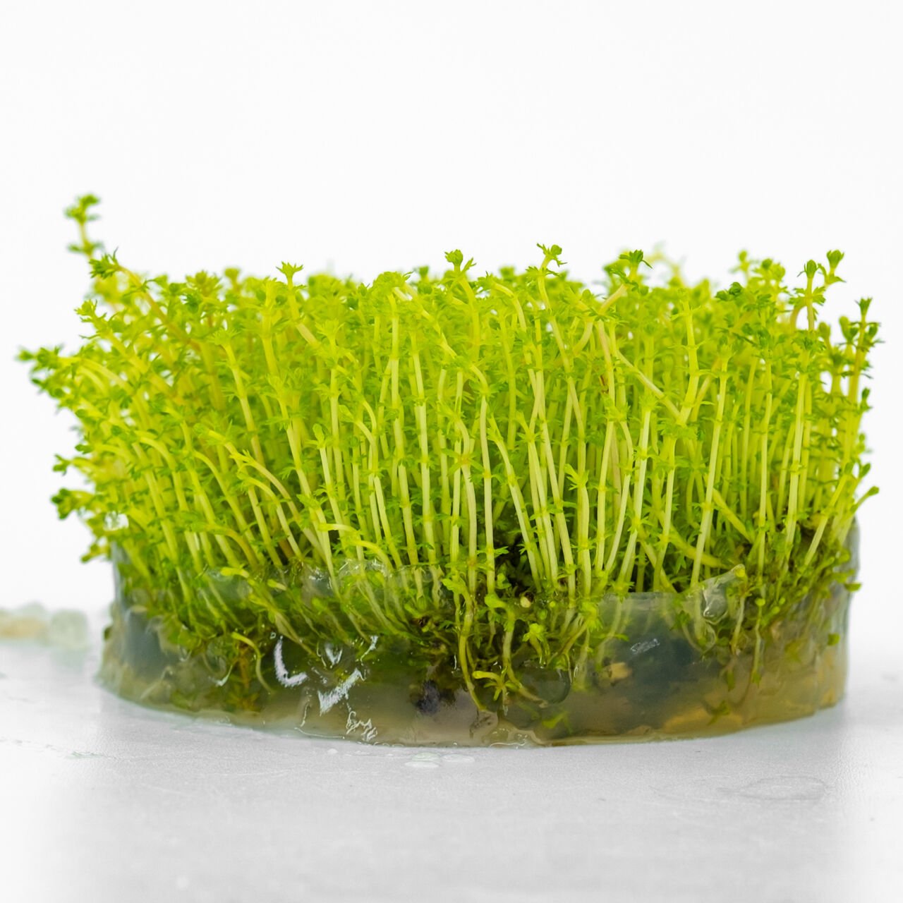 Myriophyllum tuberculatum IN VITRO CUP