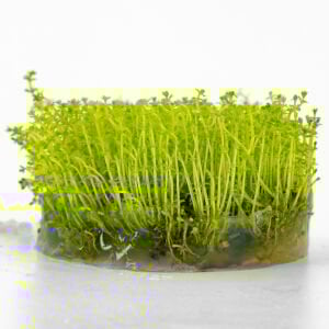 Myriophyllum tuberculatum IN VITRO CUP