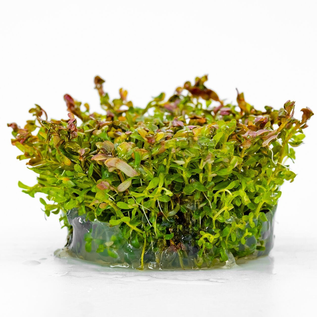 Rotala orange juice  IN VITRO CUP