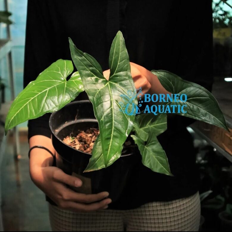 Syngonium Batik ADET ÖN SİPARİŞ