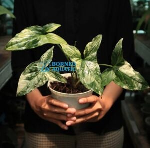 Syngonium Mojito ADET ÖN SİPARİŞ