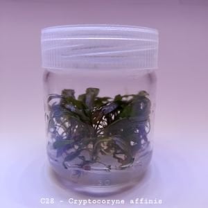 Cryptocoryne affinis SAKSI