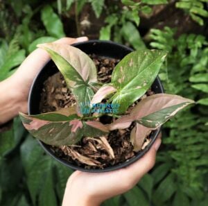 Syngonium Pink Splash ADET ÖN SİPARİŞ
