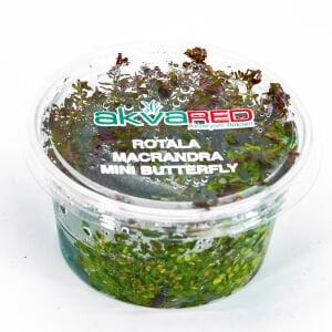 Rotala macrandra mini butterfly IN VITRO CUP