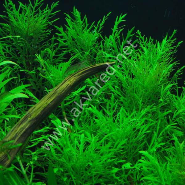 Hygrophila difformis (Çınar) SAKSI