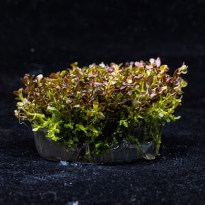 Rotala macrandra mini butterfly IN VITRO CUP