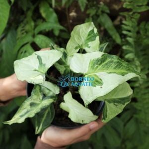 Syngonium Three King ADET ÖN SİPARİŞ