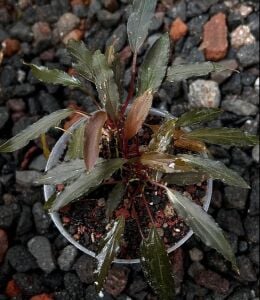 Homalomena narrow dark sulawesi ADET ÖN SİPARİŞ