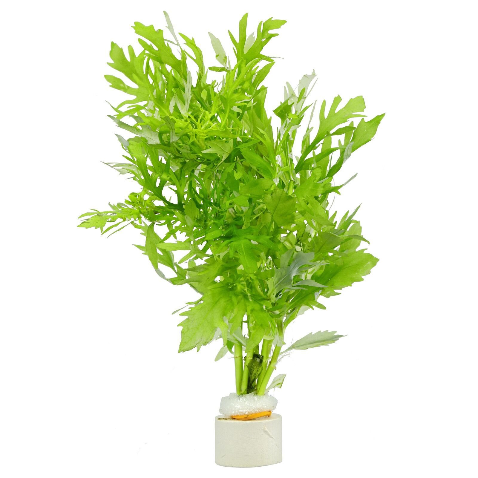 Hygrophila difformis (Çınar) İTHAL BUKET