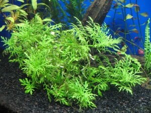 Hygrophila difformis (Çınar) İTHAL BUKET