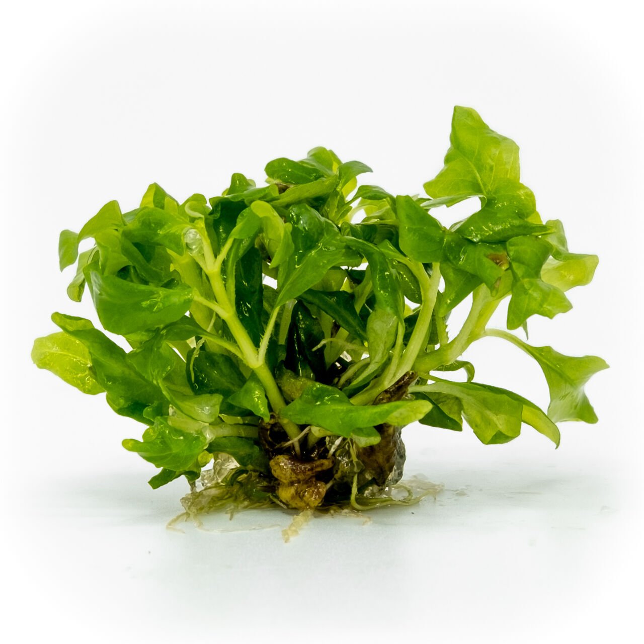 Hygrophila difformis (Çınar) EXVITRO