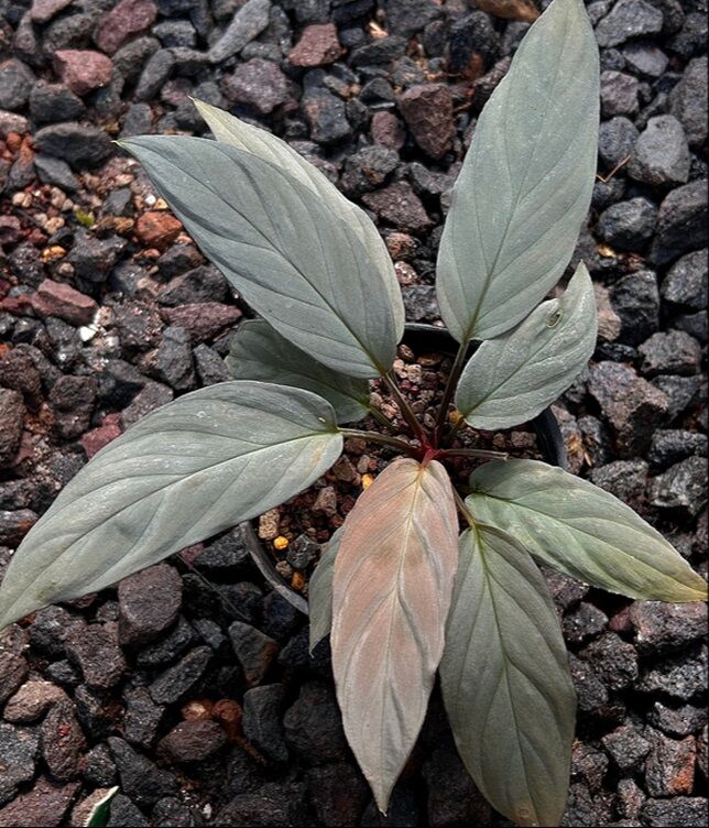 Homalomena silver ADET ÖN SİPARİŞ