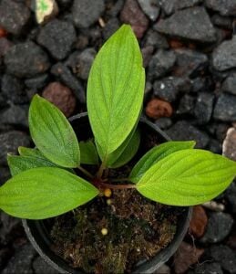 Homalomena nebula ADET ÖN SİPARİŞ