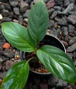 Homalomena nanga pinoh ADET ÖN SİPARİŞ