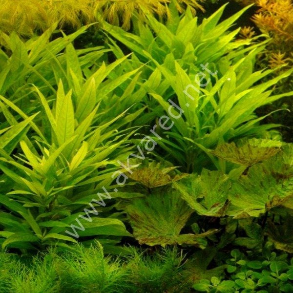 Hygrophila lacustris  SAKSI