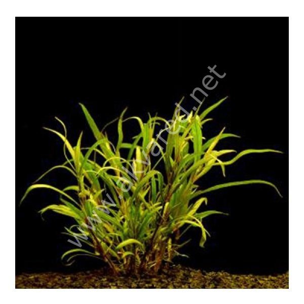 Hygrophila lacustris  SAKSI