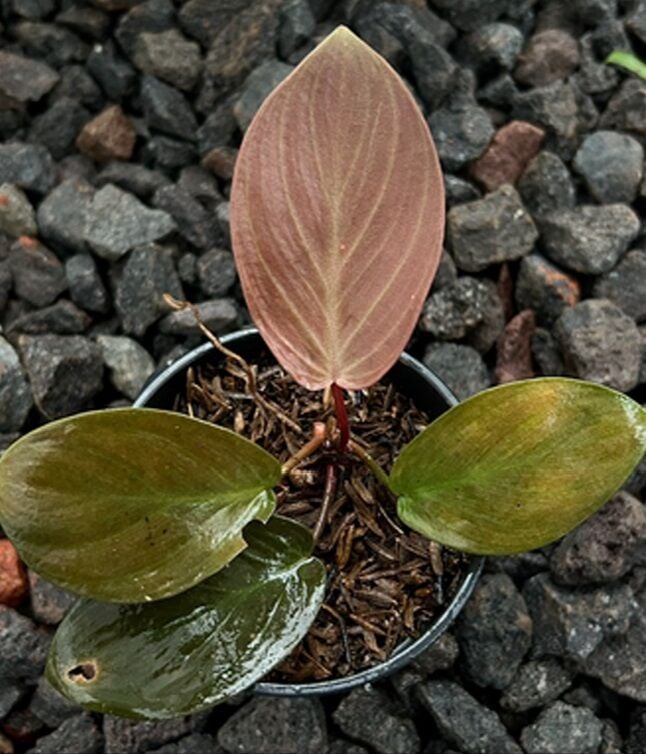 Homalomena red lingga ADET ÖN SİPARİŞ