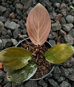 Homalomena red lingga ADET ÖN SİPARİŞ