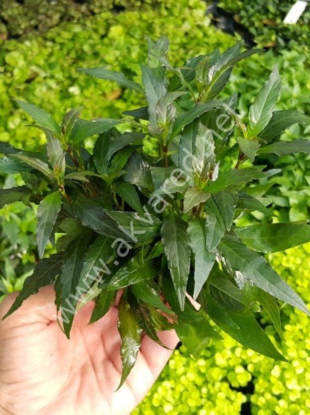 Hygrophila lacustris ADET