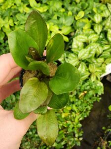 Echinodorus big bear BUKET İTHAL