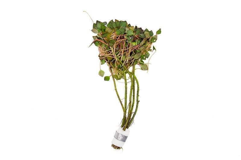 Ludwigia sediodes İTHAL BUKET