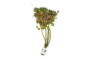 Ludwigia sediodes İTHAL BUKET
