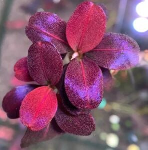 Bucephalandra brownie helena 2014 ADET