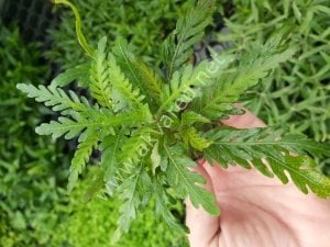 Hygrophila pinnatifida SAKSI