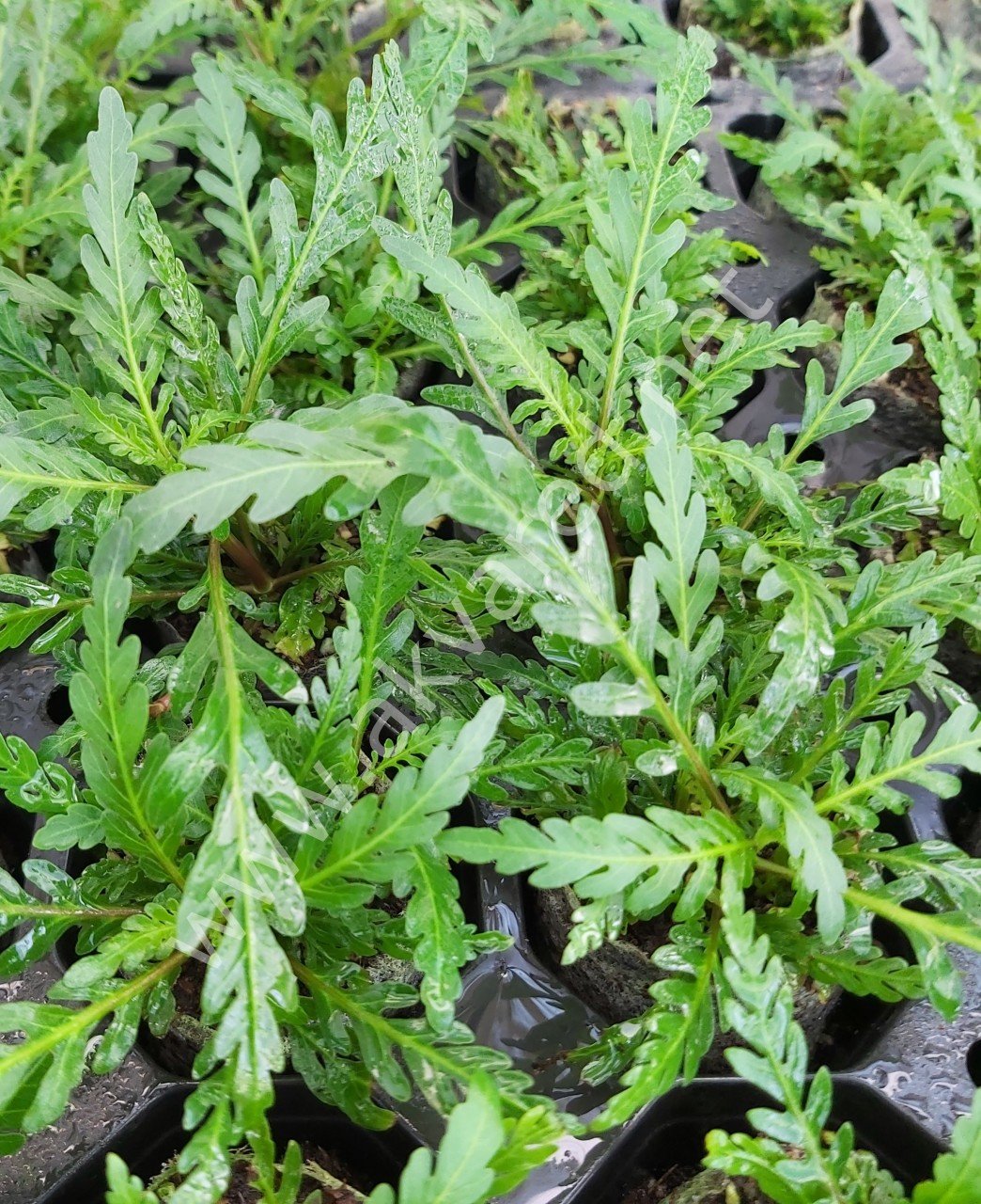 Hygrophila pinnatifida İTHAL BUKET
