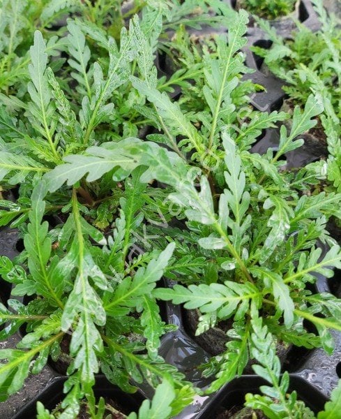 Hygrophila pinnatifida İTHAL BUKET