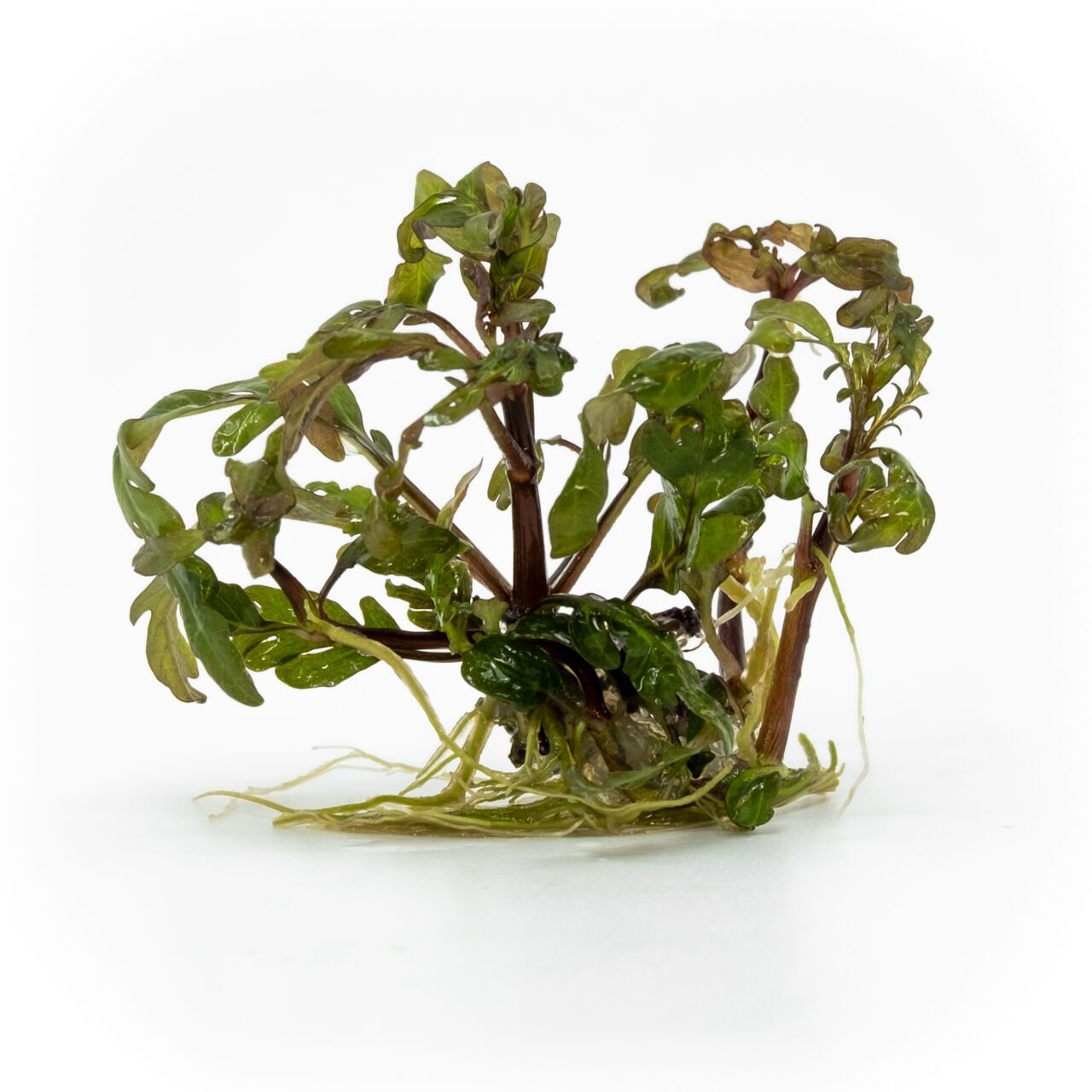 Hygrophila pinnatifida EXVITRO