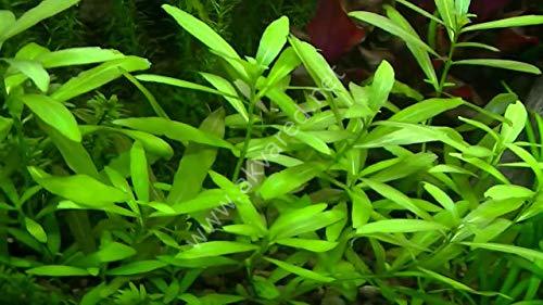 Hygrophila polysperma (Zeytin) SAKSI