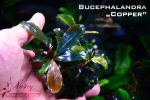 Bucephalandra dark cooper PORSİYON 10x10 cm