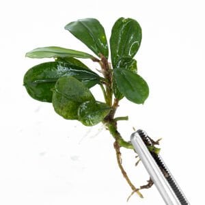 Bucephalandra dark melon PORSİYON 10x10 cm