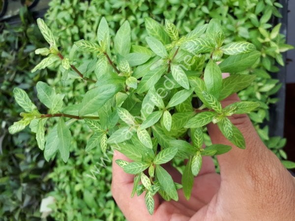 Hygrophila rosanervis SAKSI