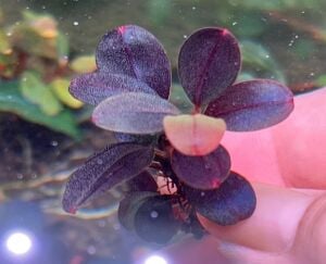 Bucephalandra brownie helena 2014 PORSİYON 10x10 cm