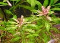 Hygrophila rosanervis EXVITRO